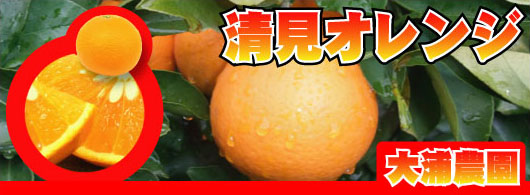 【大浦農園】清見オレンジ